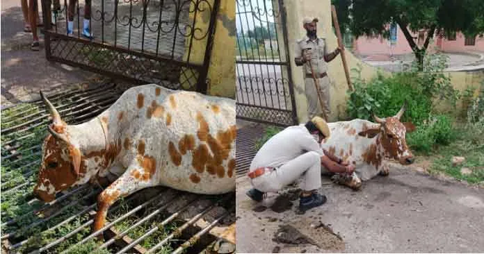 आमजन की सुरक्षा में मुस्तैद खाकी ने तड़फते गोवंश की ली सुध