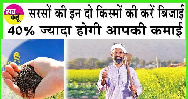 Mustard cultivation: सरसों की इन दो किस्मों की करें बिजाई, 40% ज्यादा होगी आपकी कमाई