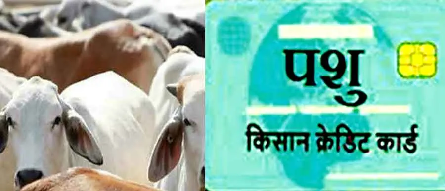 पशुधन क्रेडिट कार्ड योजना से पाएं तीन लाख का लोन