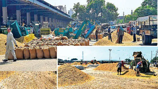 संगरूर में धान की सरकारी खरीद कल से, तैयारियां पूर्ण