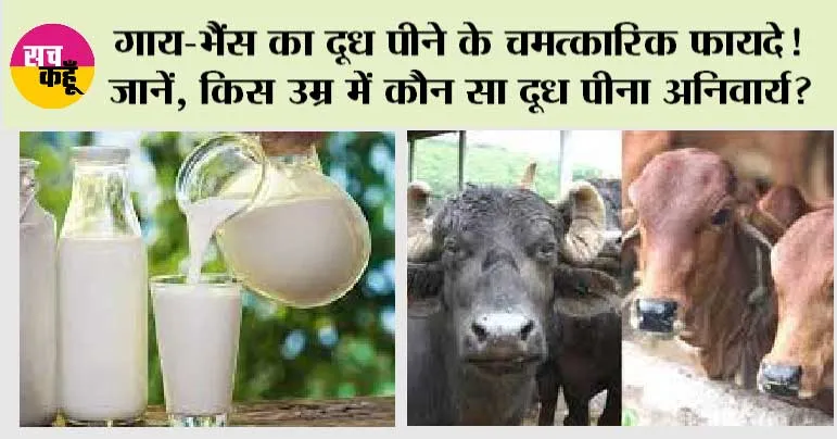 गाय-भैंस का दूध पीने के चमत्कारिक फायदे! जानें, किस उम्र में कौन सा दूध पीना अनिवार्य?