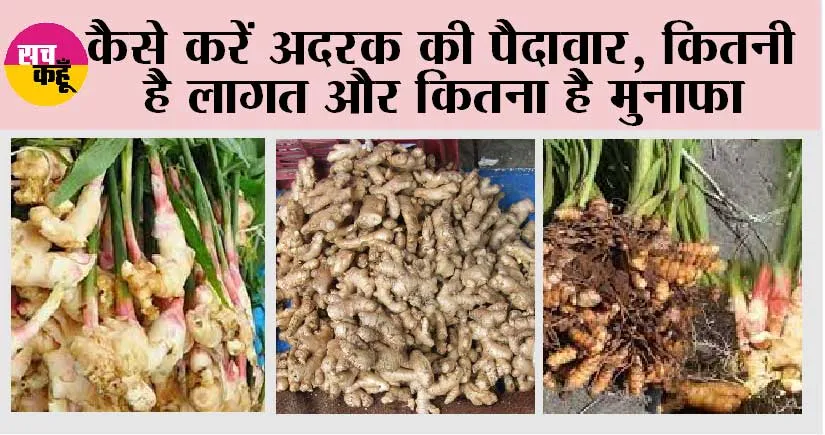 Ginger Cultivation: कैसे करें अदरक की पैदावार, कितनी है लागत और कितना है मुनाफा
