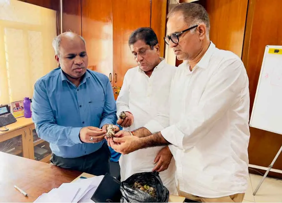 शासन सचिव को दिखाए गुलाबी सुंडी से खराब हुए नरमा के टिंडे