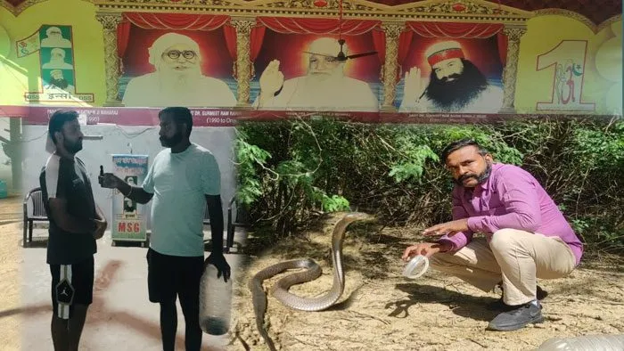 ऐसा खतरनाक कोबरा जिसे पकड़ने को करनी पड़ी कड़ी मशक्कत!