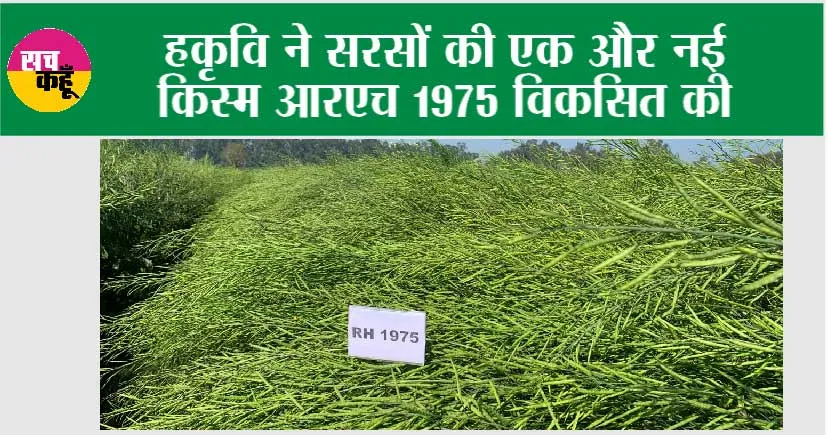 Haryana News: हकृवि ने सरसों की एक और नई किस्म आरएच 1975 विकसित की