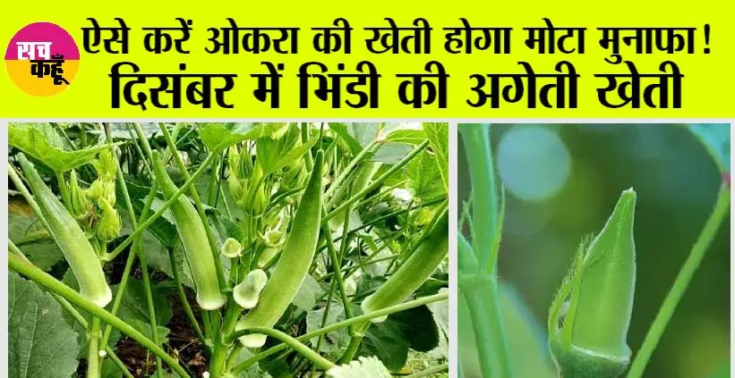 Okra Farming: ऐसे करें ओकरा की खेती होगा मोटा मुनाफा!