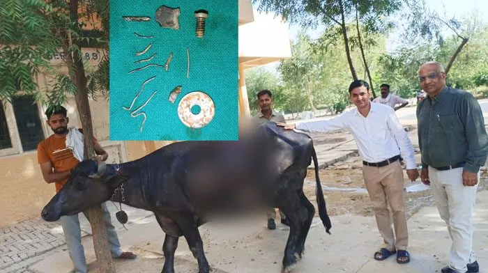 राजकीय वेटनरी पॉलीक्लिनिक सिरसा में भैंस का सफल ऑपरेशन