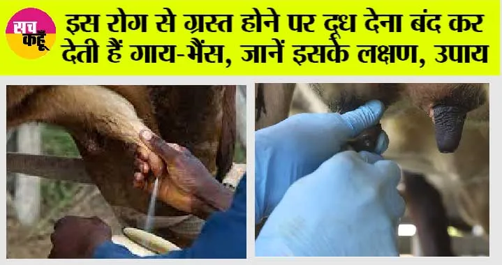 Thanela disease: इस रोग से ग्रस्त होने पर गाय, भैंस दूध देना कर देती है बंद, सड़कर गिर जाता है थन, जानें इसके उपाय