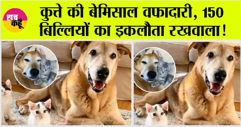 Viral News: कुत्ते की बेमिसाल वफादारी, 150 बिल्लियों का इकलौता रखवाला!