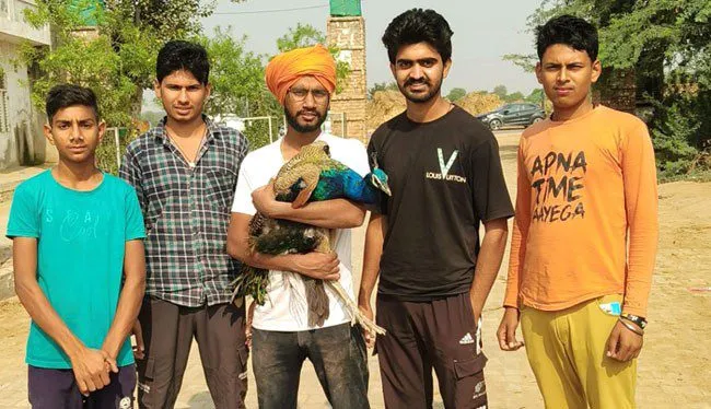 National Bird: टीम रक्षक के पशु सेवकों ने घायल राष्ट्रीय पक्षी की बचाई जान