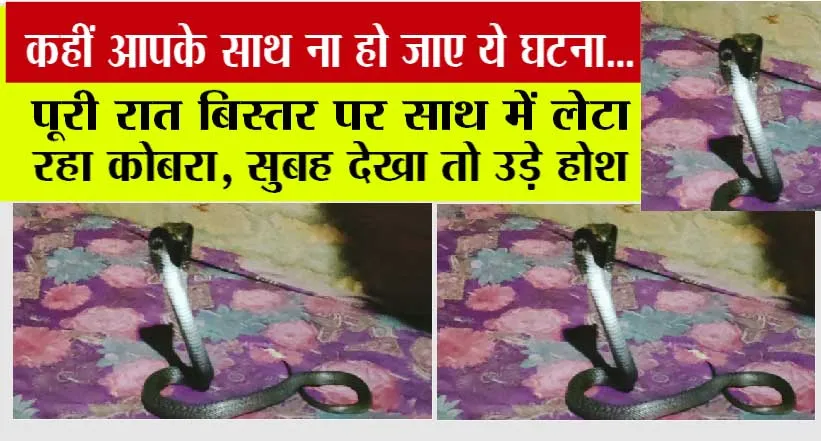Fatehabad: पूरी रात बिस्तर पर साथ में लेटा रहा कोबरा, सुबह देखा तो उड़े होश, खबर जरूर पढ़ें, कहीं आपके साथ ना हो ये घटना…