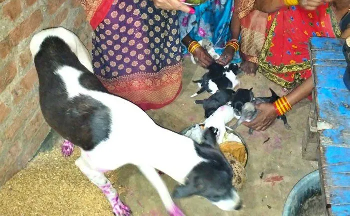 खबरें जरा हटके: डॉगी ने 9 पिल्लों को दिया जन्म, खुशी में मालकिन ने कर दिया ये बड़ा काम….