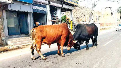अबोहर में बेसहारा पशुओं का आतंक