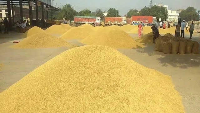 धान के भावों में तेजी से किसानों के चेहरे खिले, अंतिम दौर के धान का सीजन