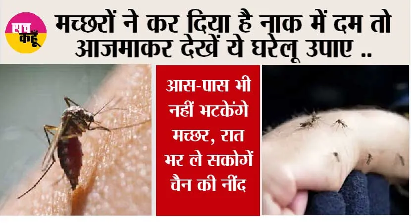 Mosquito Remedies: क्या मच्छरों ने कर रखा है आपकी भी नाक में दम, तो अजमाकर देखें ये उपाय, आस-पास भी नहीं भटकेंगे मच्छर, रात भर ले सकेंगे चैन की नींद