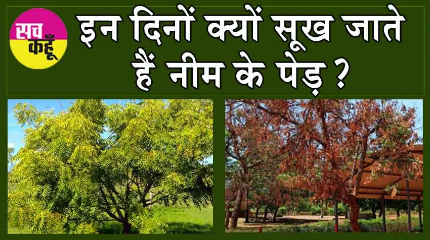 Why does Neem dry up: क्या आपको पता है, इन दिनों क्यों सूख जाते हैं नीम के पेड़?