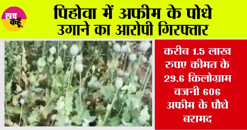 पिहोवा: अफीम के पोधे उगाने का आरोपी गिरफ्तार 