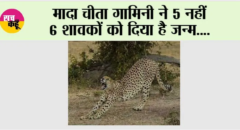 कूनो में चीता ने 6 शावकों को दिया है जन्म