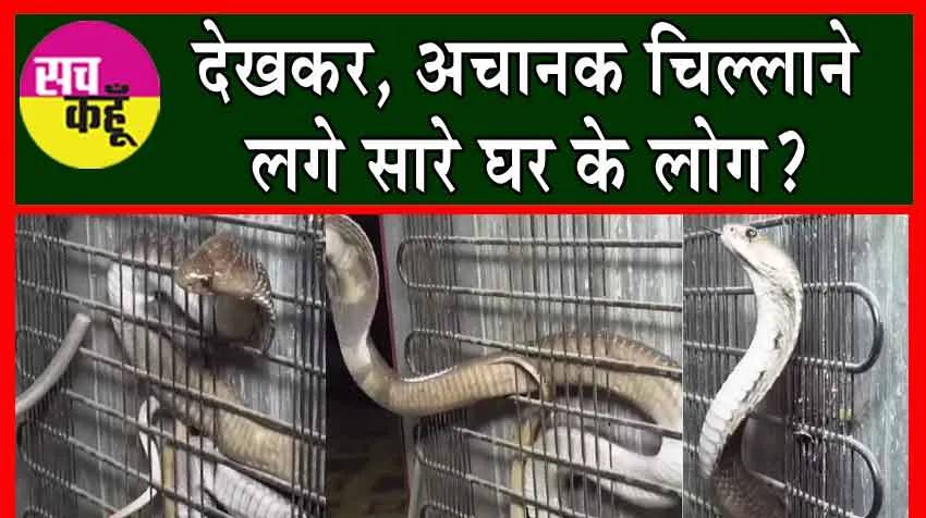 King Cobra Snake Viral Video: देखकर, अचानक चिल्लाने लगे सारे घर के लोग?