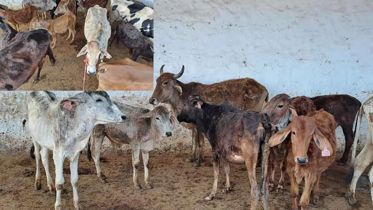 हरियाणा गौ सेवा आयोग द्वारा बेसहारा गोवंश को आश्रय देने वाली गौशालाओं को अनुदान राशि की जारी- डा. विद्यासागर बाँसल