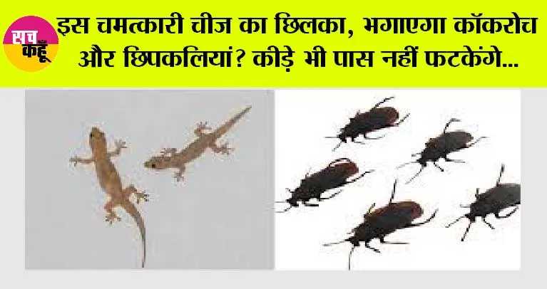 Tips and Tricks: इस चमत्कारी चीज का छिलका, भगाएगा कॉकरोच और छिपकलियां? कीड़े भी पास नहीं फटकेंगे…