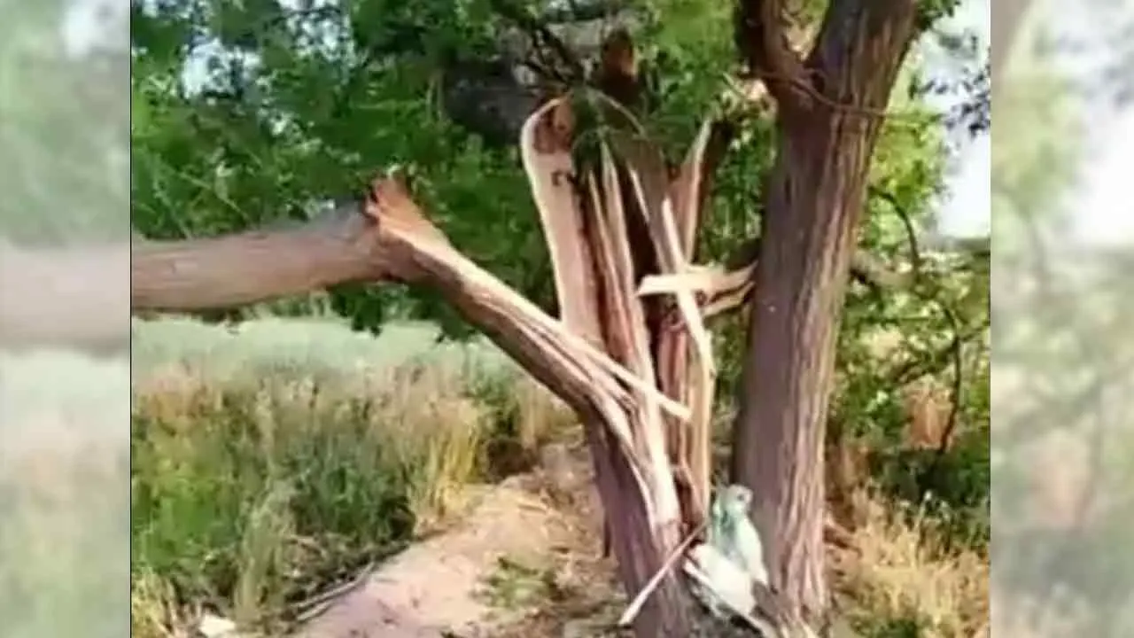 आसमानी बिजली गिरने से पेड़े दो हिस्सों से टूटा