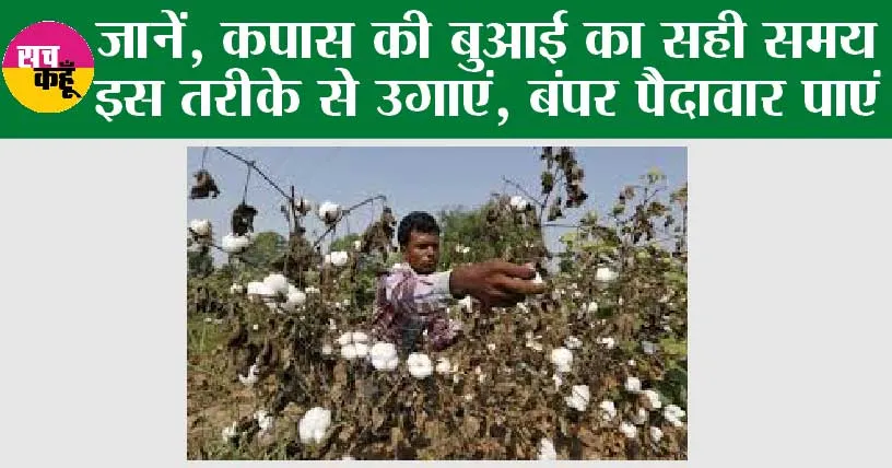Agriculture: आसान हुई अब कपास की खेती, ऐसे लगाएं और लाभदायक फसल पाएं