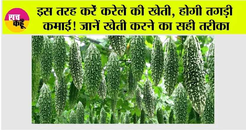 Bitter Gourd Farming: करेले की खेती किसानों की भर रही है जेब, जानें इसके लिए कैसे तैयार करें खेत और क्या है इसका तरीका