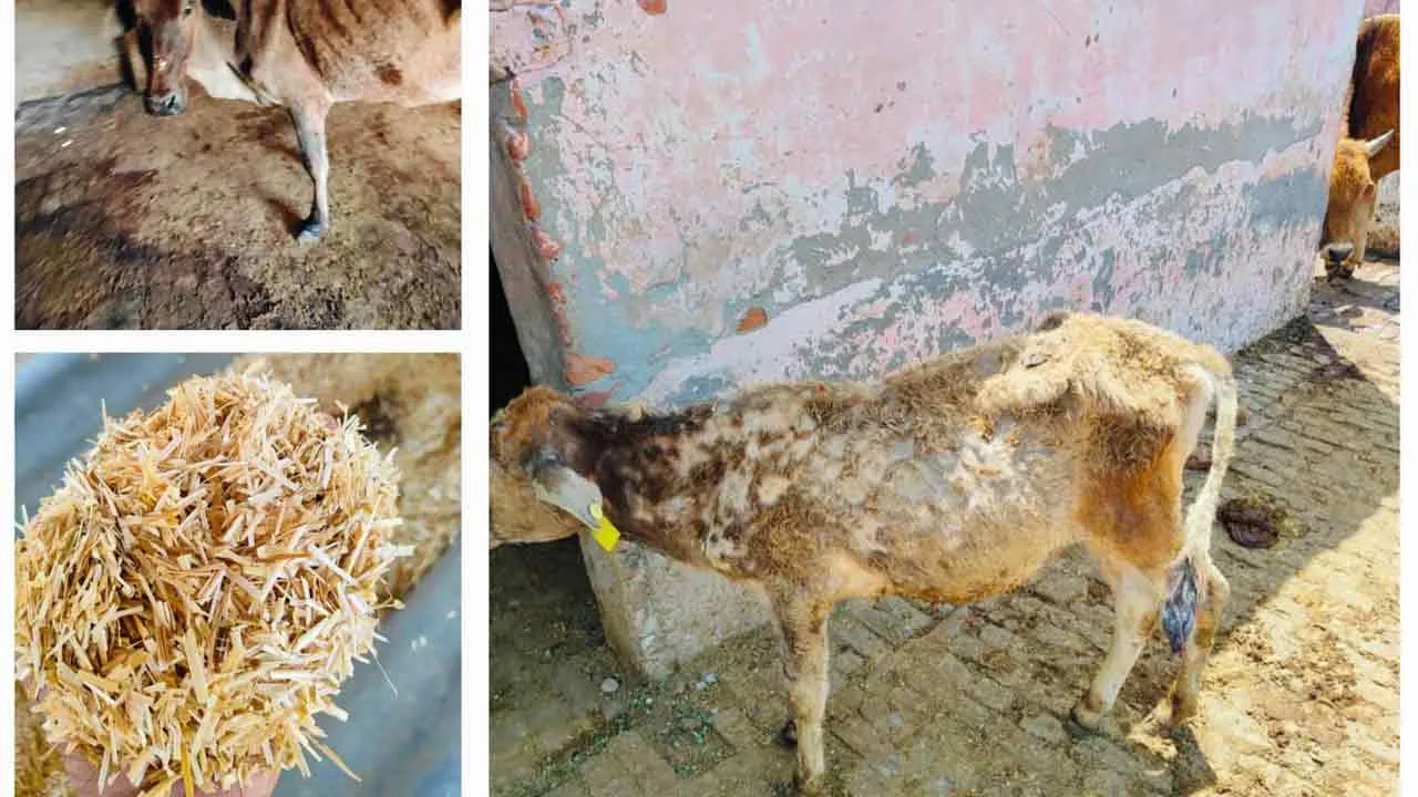 गौ वंश का कत्लगाह बनी औरंगाबाद की अस्थाई गौशाला