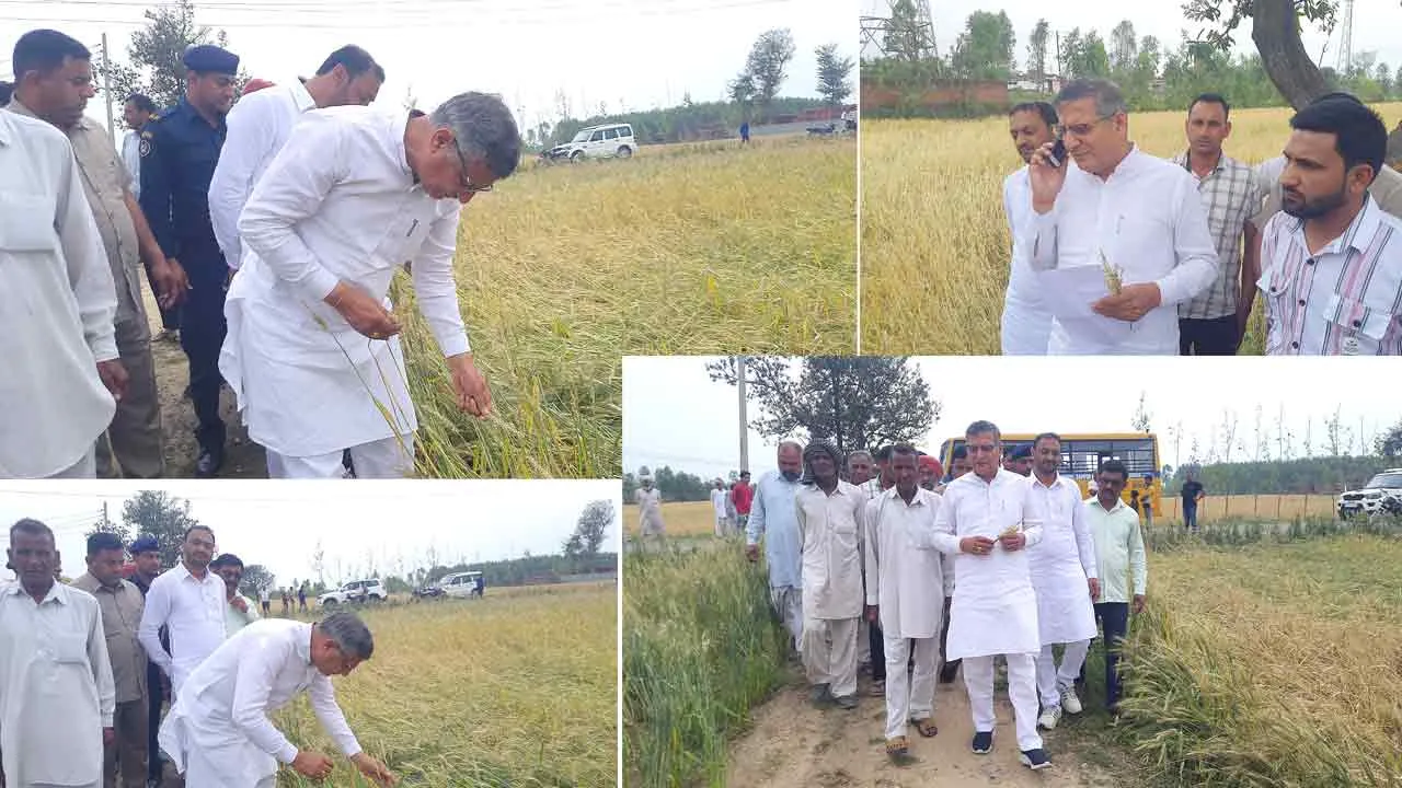 बरसात और ओलावृष्टि से खराब हुई फसलों का जायजा लेने के लिए कृषि मंत्री कंवरपाल पहुंचे खेतों में