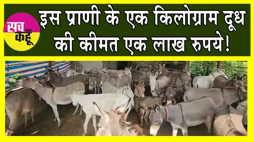 Donkey Milk : गुजरात के गधी फार्म में इतना महंगा दूध! होश उड़ जाएंगे!