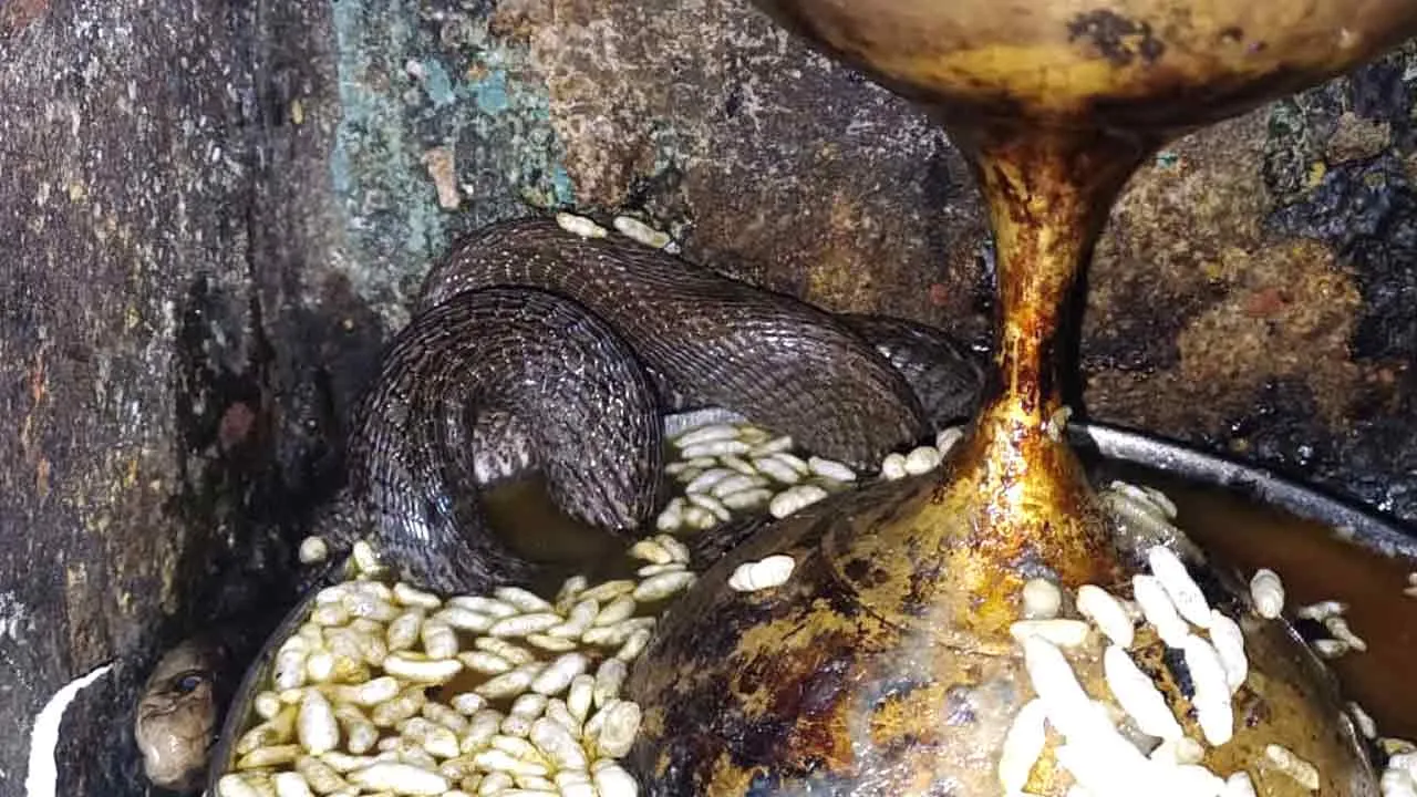 Snake: कौतूहल का विषय बना गोगा मंदिर में निकला ‘नागराज’