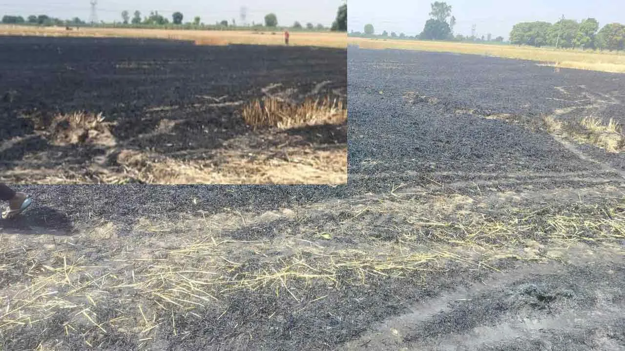 विद्युत लाइन की चिंगारी से गेहूं की 12 बीघा फसल खाक