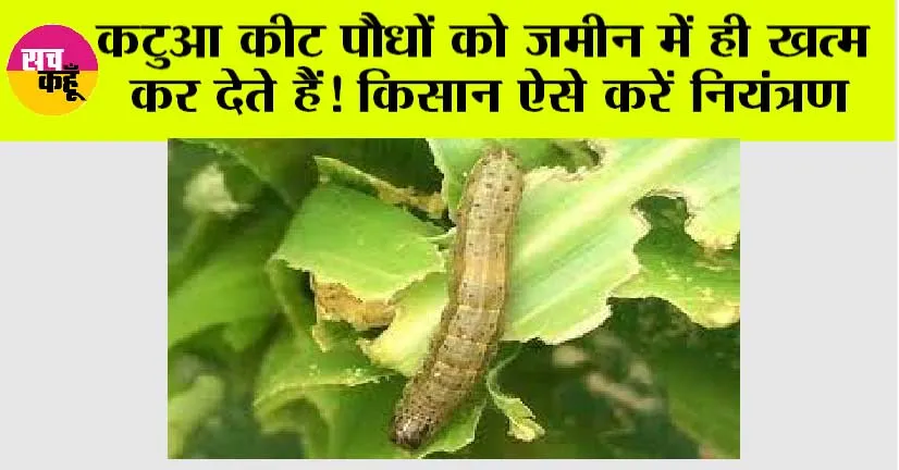 Kisan News: कटुआ कीट पौधों को जमीन में ही खत्म कर देते हैं! जानें विशेष जानकारी