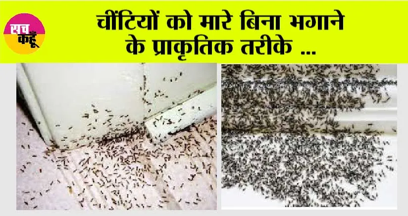 Kitchen Tips: रसोई में घुस गई है चींटियों की सेना, तो ऐसे करें इनका सफाया, बस एक बार अपना लें ये ट्रिक