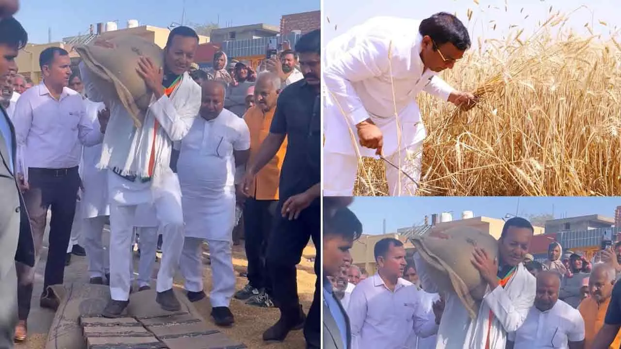 …उफ्फ चुनावी सीजन: एक प्रत्याशी ने काटी गेहूँ तो दूसरे ने उठा ली गेहूँ की भरी बोरी