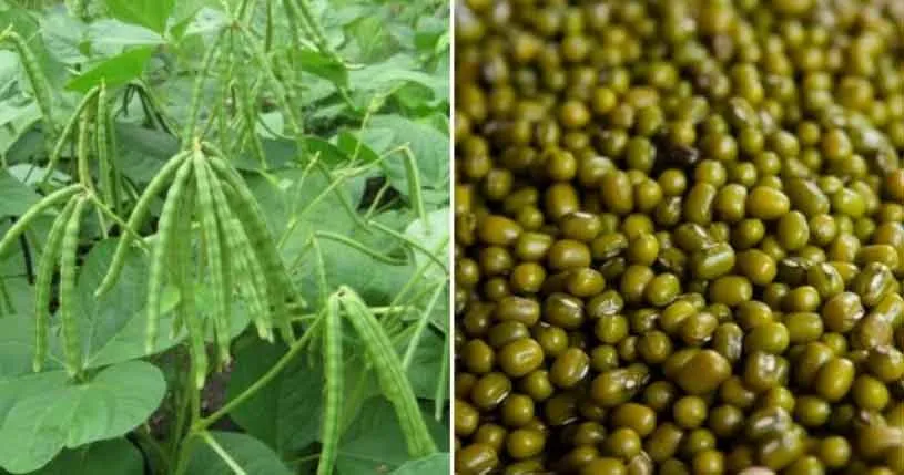 Moong Ki Kheti : बेहतर उत्पादन के लिए कतारों में करें बिजाई