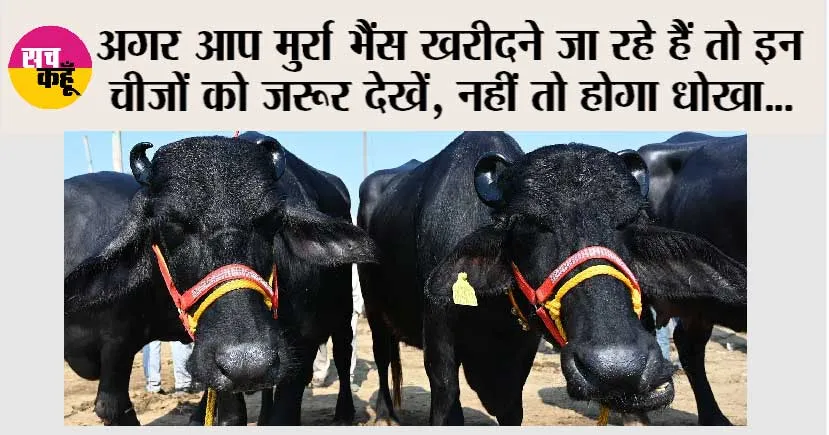 Murrha Buffalo: उत्तम गुणवत्ता वाली मुर्रा भैंसों की घरेलू पहचान