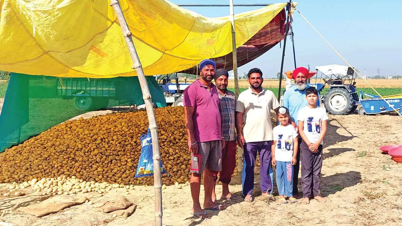 Potato Farming : सुनाम क्षेत्र में आलू उत्पादकों के वारै न्यारे