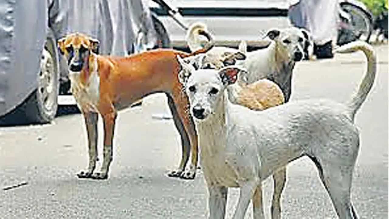 लावारिस कुत्तों ने व्यक्ति को नोच-नोचकर मार डाला