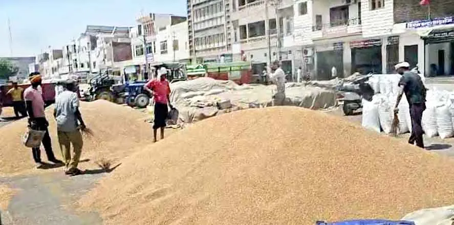 गेहूं के ‘काले दानों’ से सरकारी खरीद में खलल!