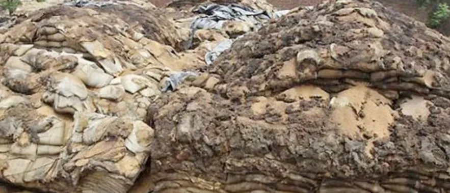 गुलीडण्डा मारने के लिए दी दवाई के छिडक़ाव से खराब हुई गेहूं की फसल