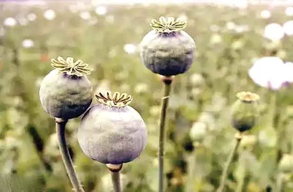 Opium Cultivation: हिमाचल में अफीम की खेती का पर्दाफाश!