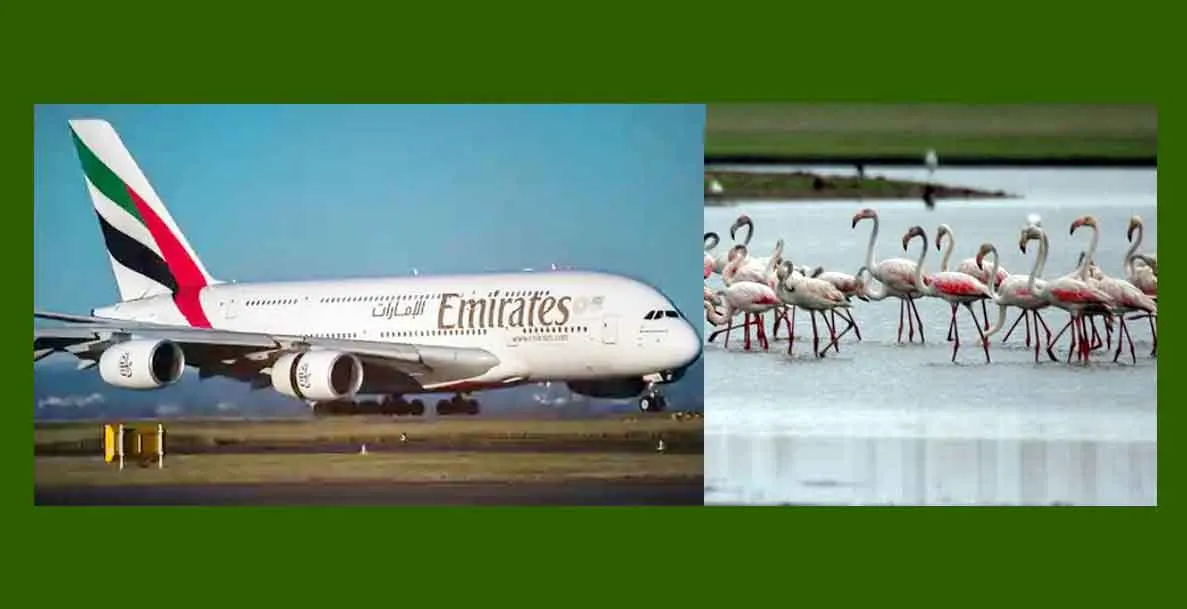 Emirates flight Accident: राजहंसों के झुंड से टकराई फ्लाइट, ’40 की मौत’