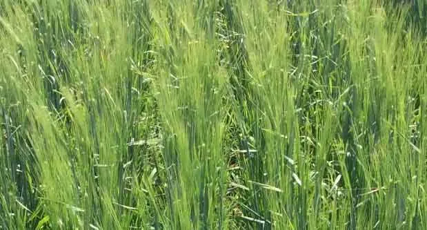 Research on new variety of barley! जौ की नई किस्म से होगा बंपर उत्पादन!