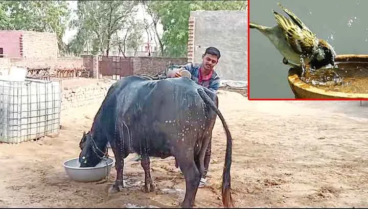Heatwave: भीषण गर्मी का कहर: इंसान बेहाल, पशु भी लाचार, पशुपालन विभाग की हिदायतें जारी