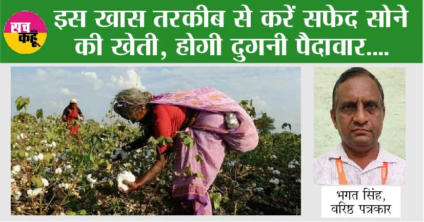 Cotton Cultivation: ऐसी तकनीक, जिससे दोगुनी होगी कपास की पैदावार