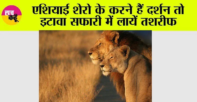 एशियाई शेरो के करने हैं दर्शन तो इटावा सफारी में लायें तशरीफ