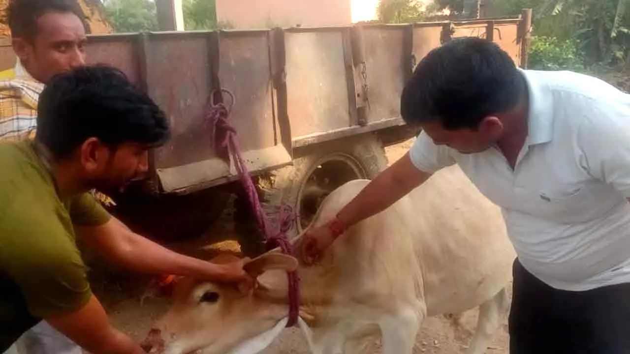 गौरक्षा सभा की टीम ने घायल गोवंश का कराया उपचार
