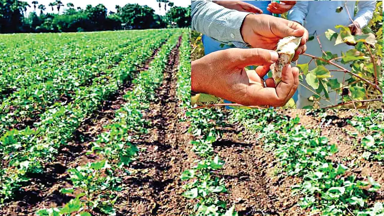 Agriculture News : किसान पूर्व से पश्चिम दिशा में करें नरमे की बिजाई, अनुमोदित किस्मों को दें प्राथमिकता
